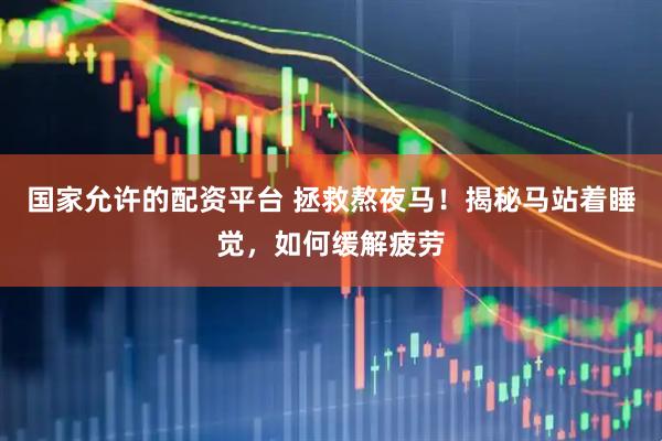 国家允许的配资平台 拯救熬夜马！揭秘马站着睡觉，如何缓解疲劳